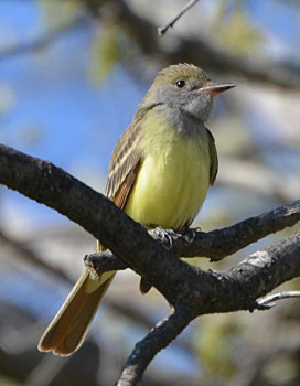 Great-crested Flycatcher