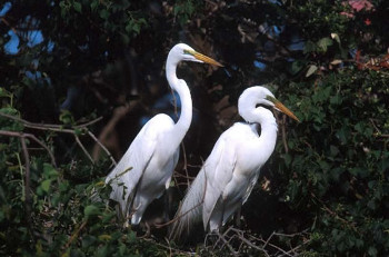 Great Egret