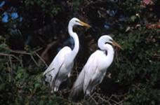 Great Egret