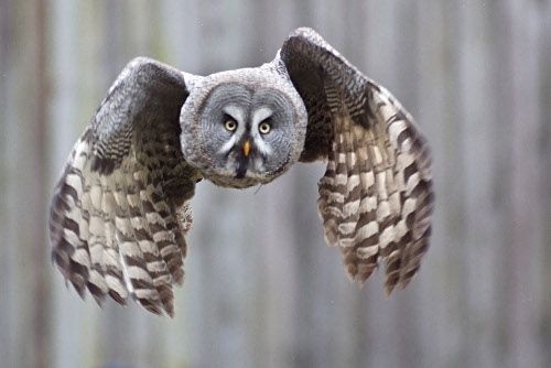 Great Gray Owl in Flight