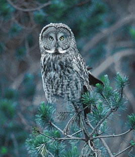 Great Gray Owl