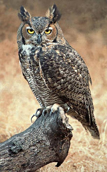 Great Horned Owl