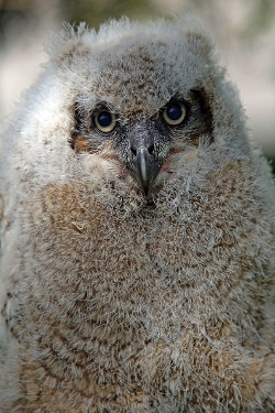 Great Horned Owlet