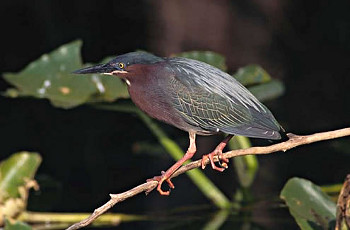 Green Heron