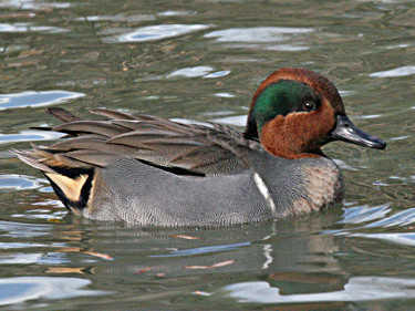 Green-winged Teal