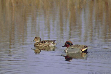 Green-winged Teal Pair
