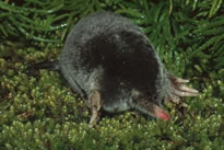 Hairy-tailed Mole