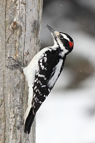 Male Hairy Woodpecker