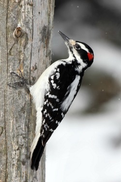 Male Hairy Woodpecker