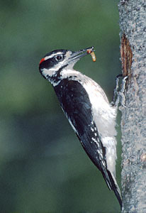 Hairy Woodpecker at Nest Cavity