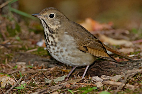 Hermit Thrush