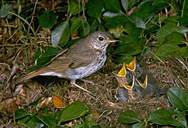 Hermit Thrush at Nest