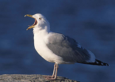 Herring Gull