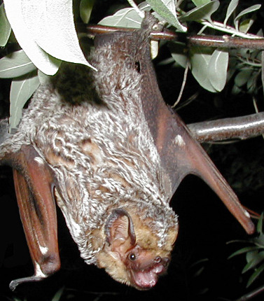 Hoary Bat