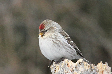 Hoary Redpoll