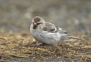 Hoary Redpoll 