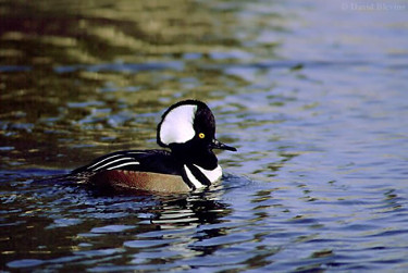 Hooded Merganser - Male