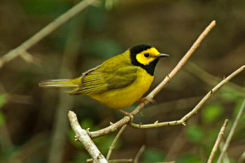 Hooded Warbler