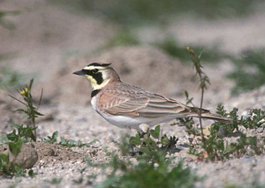 Male Horned Lark