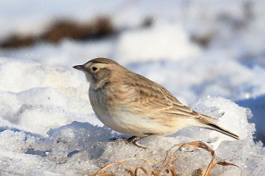 Female Horned Lark