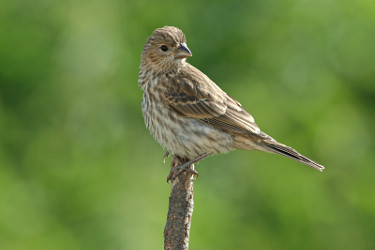 Female House Finch