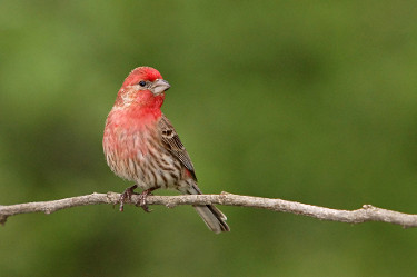 House Finch