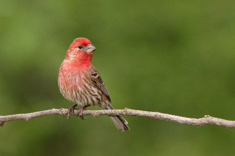 Male House Finch