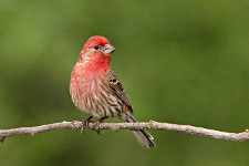 House Finch