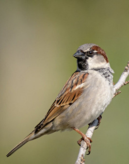 House Sparrow