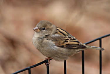 House Sparrow 