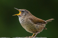 House Wren