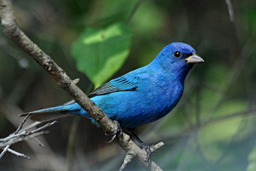 Male Indigo Bunting