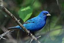 Indigo Bunting