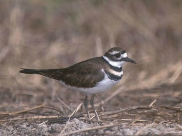 Killdeer