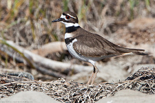 Killdeer