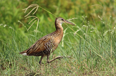 King Rail 