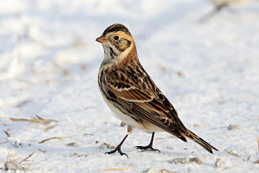 Lapland Longspur - Winter Plumage