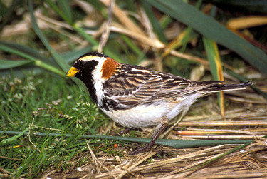 Lapland Longspur - Breeding Male