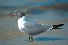 Laughing Gull