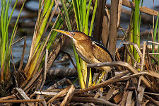 Least Bittern