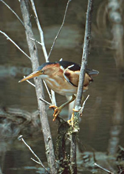 Least Bittern