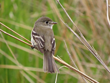 Least Flycatcher