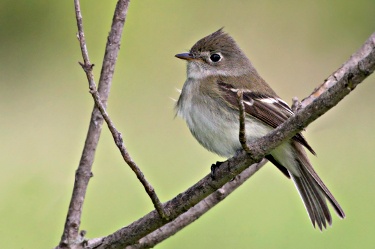 Least Flycatcher