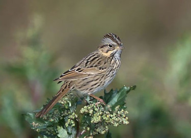 Lincoln's Sparrow