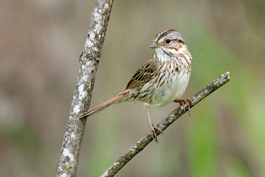 Lincoln's Sparrow