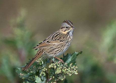 Lincoln's Sparrow