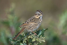 Lincoln's Sparrow