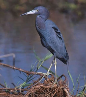 Little Blue Heron