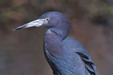 Little Blue Heron