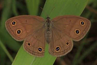 Little Wood Satyr Butterfly